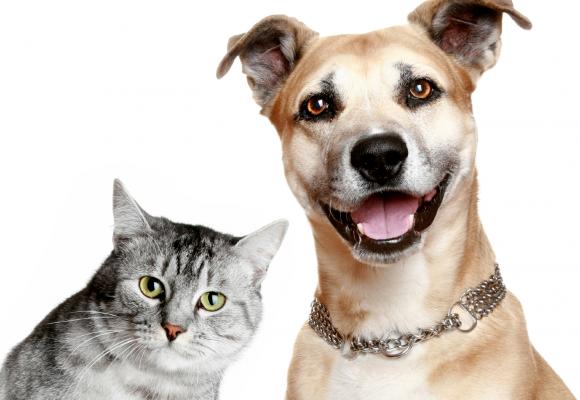 12 Maneras por las que las mascotas mejoran la salud