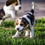 Beagle, pequeños cazadores