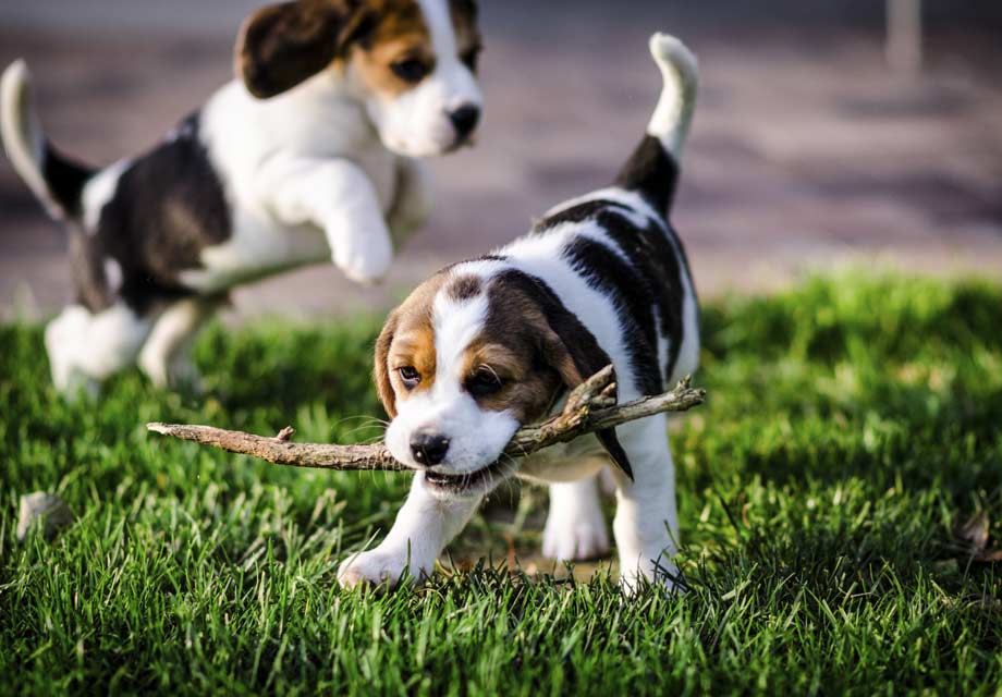 Beagle, pequeños cazadores